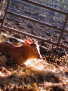 A new born calf